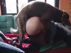 Dog cock to fuck a woman s twat